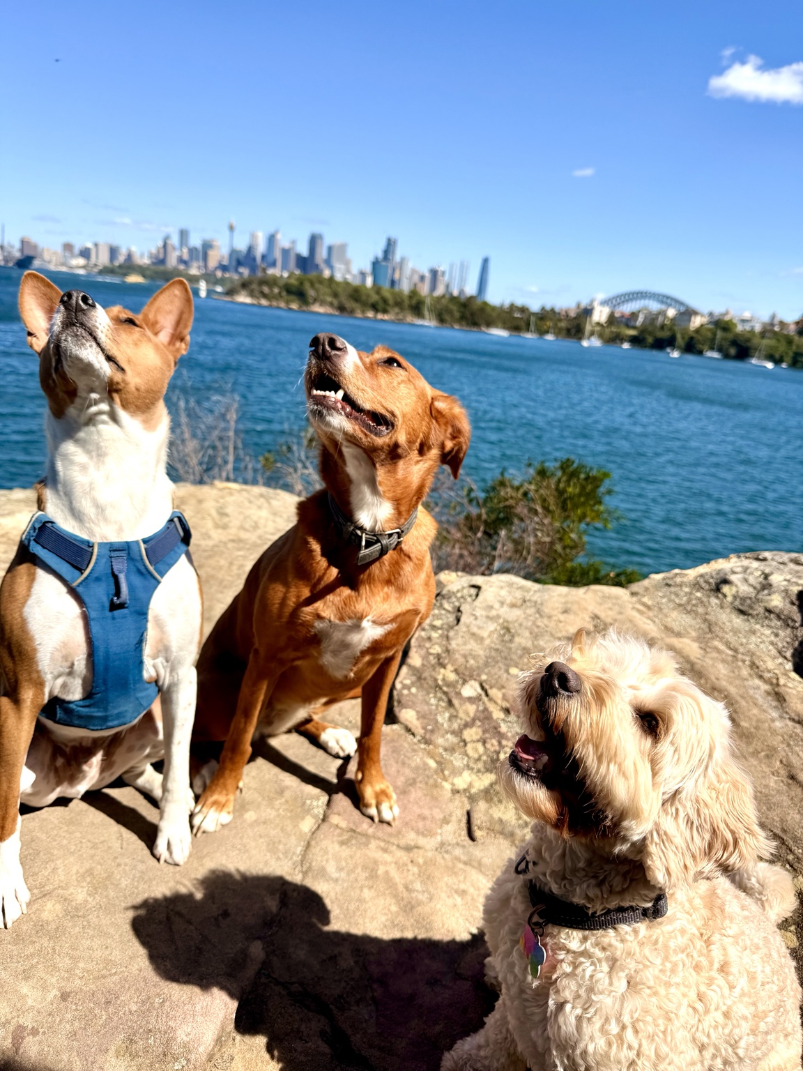 Three off-lead dogs looking attentively upward with Sydney Harbour behind them
