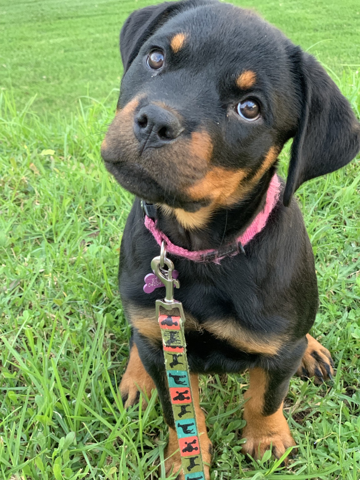 Rottweiler puppy sitting attentively on grass