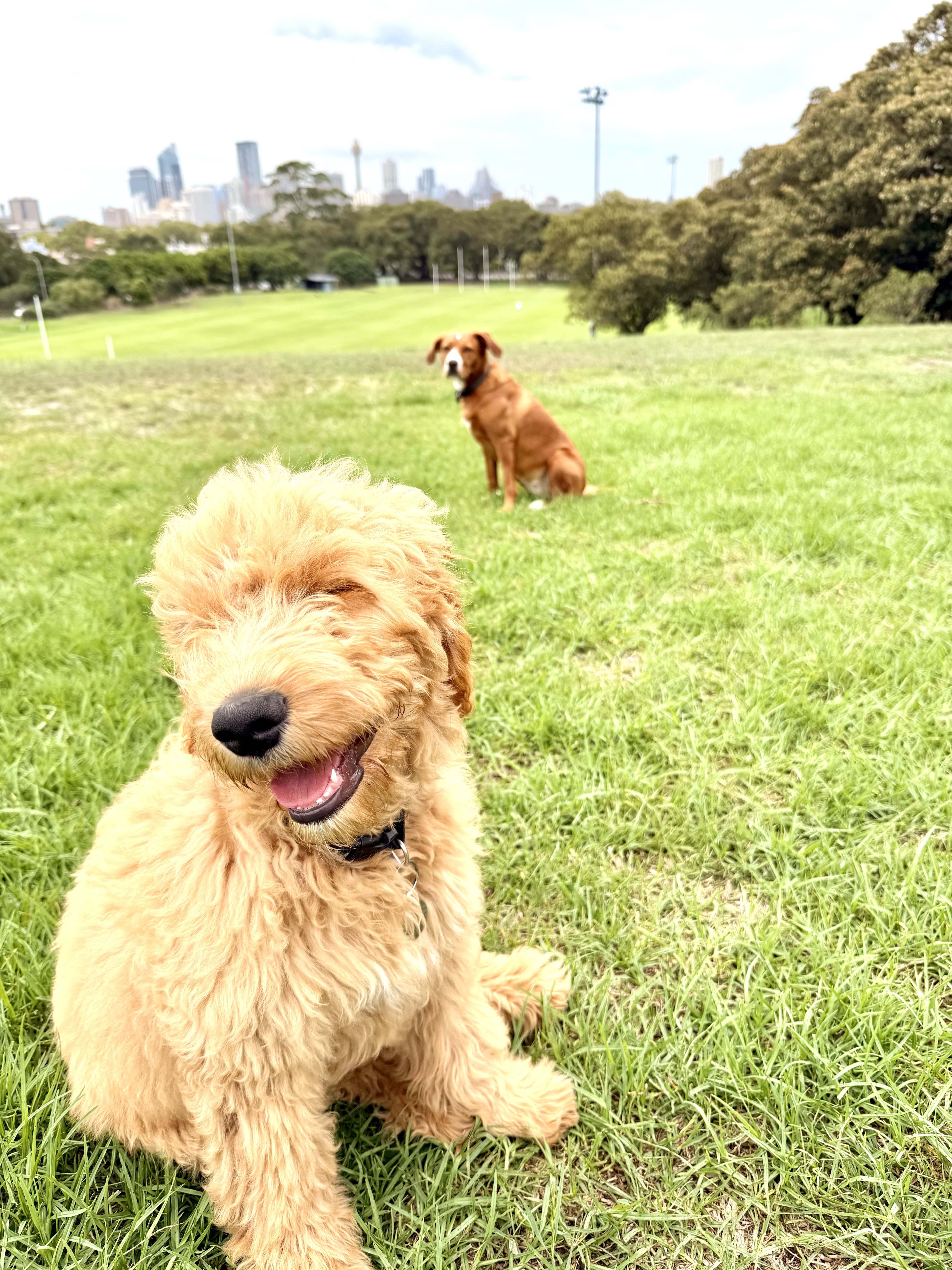 An apricot puppy in the foreground, with Inca and the Sydney skyline behind