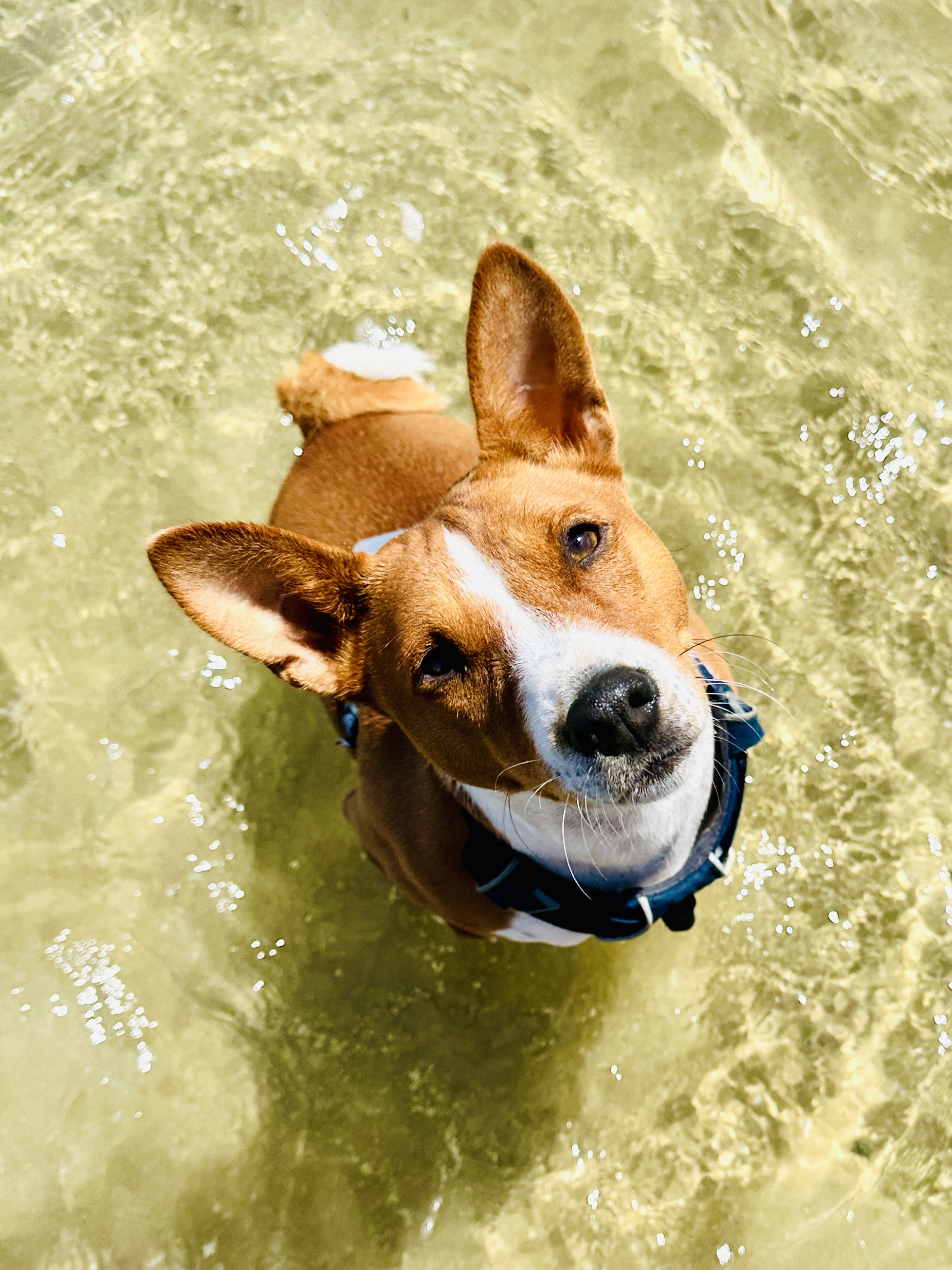 Trevor looking up happily while enjoying the water